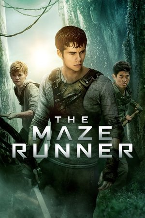 The Maze Runner - Vj Junior